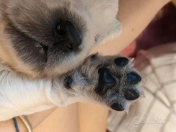 Cucciolata golden retriever