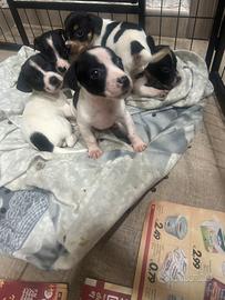 Cuccioli jack russel mini