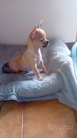 Chihuahua di 3 mese