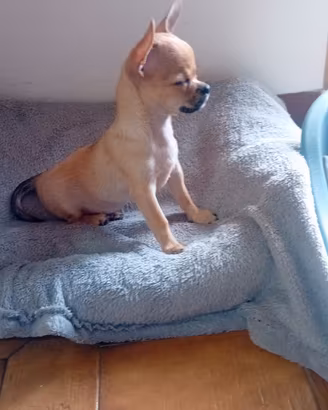 Chihuahua di 3 mese