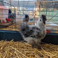 Moroseta pulcinotto grigio