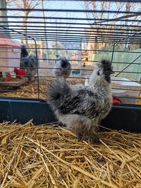 Moroseta pulcinotto grigio