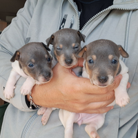 Cuccioli di pinscher