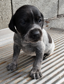 Cucciola di bracco pointer