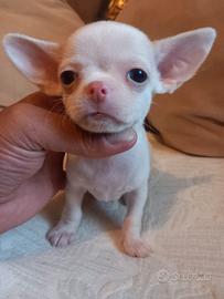Chihuahua mini toy