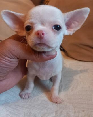 Chihuahua mini toy