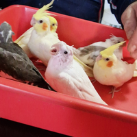 Calopsite allevate a mano