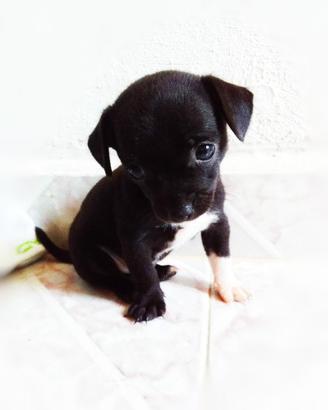 Cane razza piccola