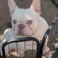 Bulldog Bouledogue Francese X Accoppiamento/Monte