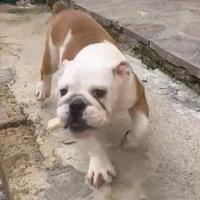 Cucciola di bulldog Inglese