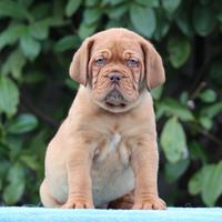 Cuccioli Dogue de Bordeaux