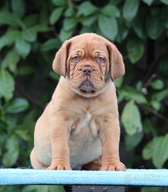 Cuccioli Dogue de Bordeaux