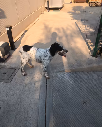 Setter inglese