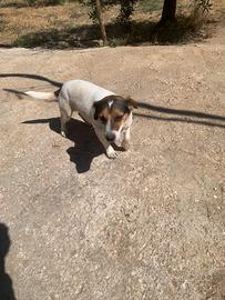 Jack