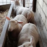 Agnelloni f2 berriscon