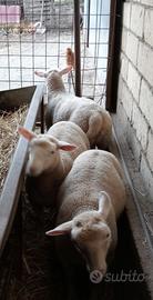 Agnelloni f2 berriscon