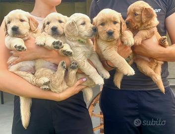 Cuccioli di golden retriever