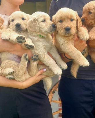 Cuccioli di golden retriever
