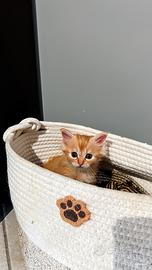 Gattino Rosso