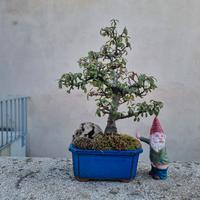 Bonsai di Cotoneaster