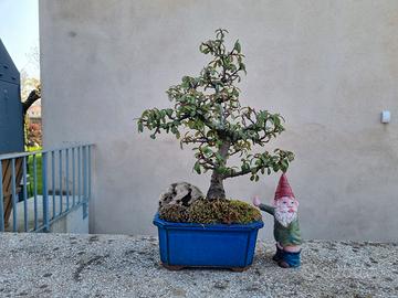 Bonsai di Cotoneaster