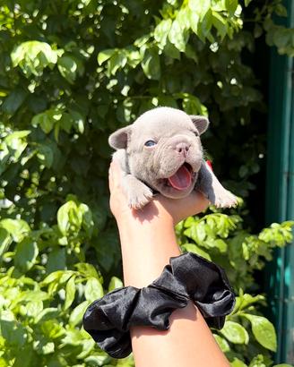 Bulldog francese