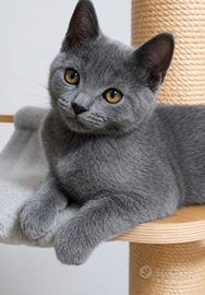 Splendido cucciolo di certosino disponibile