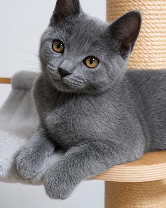 Splendido cucciolo di certosino disponibile