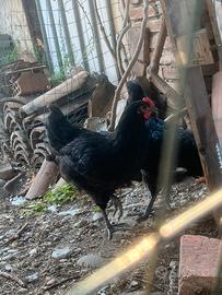 Galletti australorp