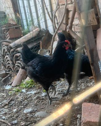 Galletti australorp