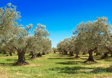 OLIVETO da acquistare