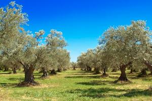 OLIVETO da acquistare