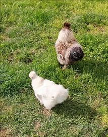 Galline moroseta