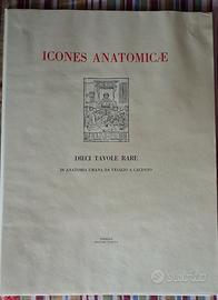 tavole artistiche ICONES ANATOMICAE