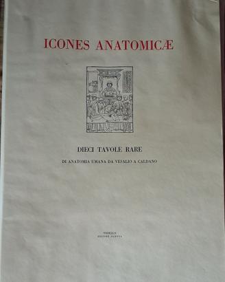 tavole artistiche ICONES ANATOMICAE