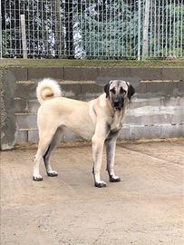 Kangal Coban Kopegi
