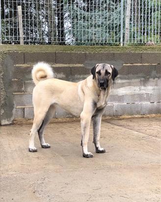 Kangal Coban Kopegi