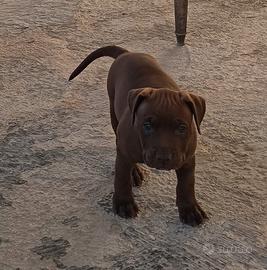 Pittbull