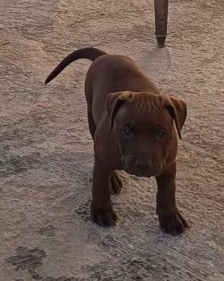 Pittbull