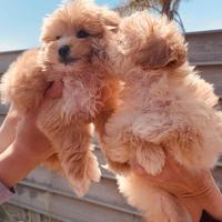 Cuccioli di Maltipoo ANCHE A RATE
