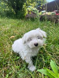 Cane maltese