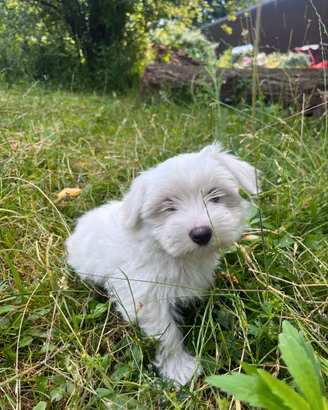 Cane maltese