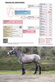 Puledra pura razza spagnola