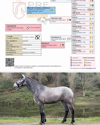 Puledra pura razza spagnola