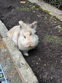 Coniglio testa di leone