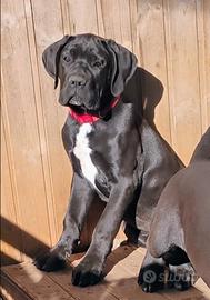 Cuccioli cane Corso