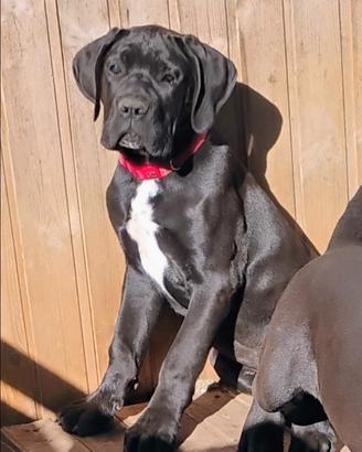 Cuccioli cane Corso