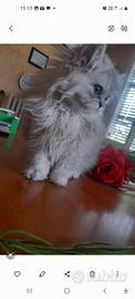 gatto alaska