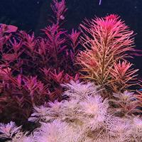 talee piante acquatiche 