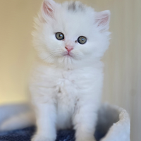 Cucciolo di gatto Persiano GIGANTE